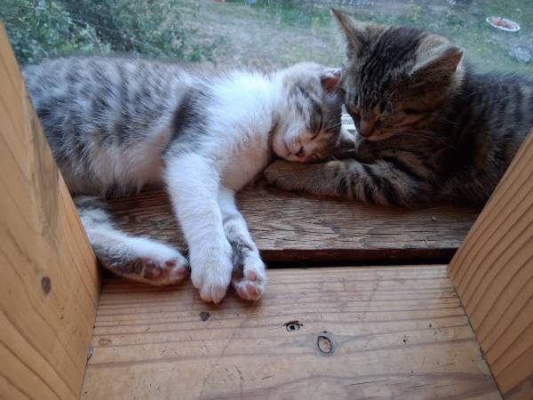 Mix boys $1 rehoming fee (Kelso)63842373242497120