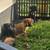 cane corso 3 thumbnail