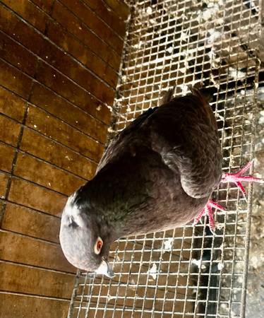 Pigeons (Los Angeles)63830037070337121