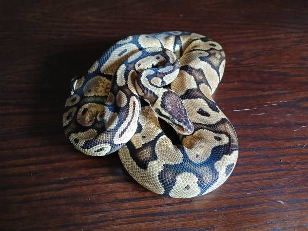 Ball Pythons63681433741955123