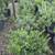 Trees, Shade! Chinese pistache 'KD' 19 thumbnail