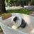 baby bunnies dwarf lop rabbits 7 thumbnail
