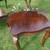 Elegant Mahogany Cocktail and End Table Set by Bernhardt 13 thumbnail