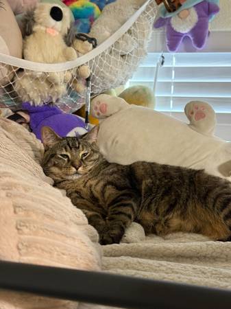 5 year old cat in need of fostering (mountain view)63862000967427122