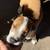 Beagel mix bulldog 3 thumbnail