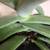Large Aloe Vera Plant 5 thumbnail