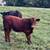 10 home raised beef feeder calves for sale 4 thumbnail