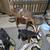 Nigerian Dwarf Goat Bucklings 3 thumbnail