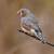 Beautiful finches for sale 5 thumbnail