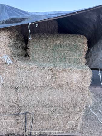 Alfalfa hay 1