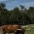 Longhorns for sale 6 thumbnail