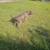 American bully 4 thumbnail