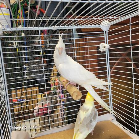 Cockatiels 1