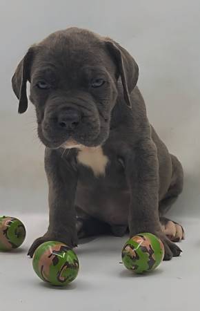 Cachorros de Cane Corso Mastín Italiano