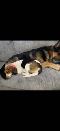 Missing beagle (Vonore)65151207359361124