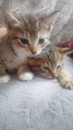 Rehoming Cuddly Kitten (Deltona)63846014542081124