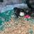 Call ducklings 1 thumbnail