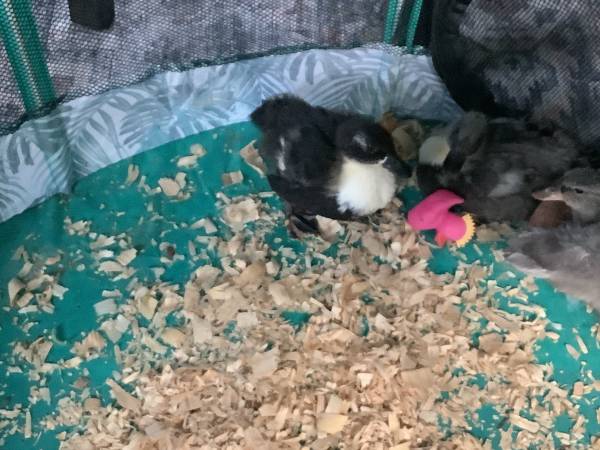 Call ducklings 1