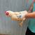 Chicken 1 thumbnail