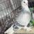 Pigeons 19 thumbnail
