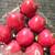Christmas/Fall Apple Ornaments - 4 packs 3 thumbnail