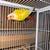 Green cheek 4 thumbnail