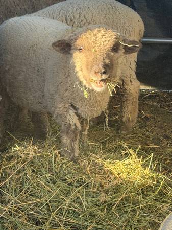 Pasture pet Micro mini f1b babydoll wether sheep604937343520614402