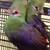 Guinea turaco Pair(macaw,cockatoo,eclectus,birds,pet,parrot) 1 thumbnail