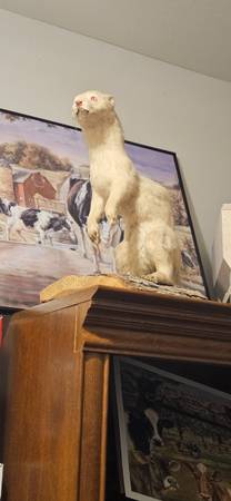 Weasel mount 1