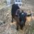 Nigerian Dwarf goat stud 1 thumbnail