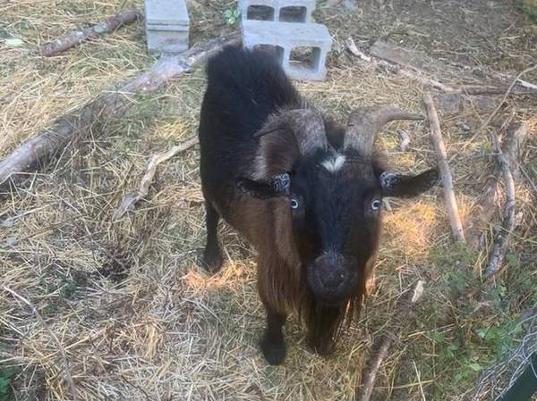Nigerian Dwarf goat stud 1