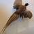 Pheasants mounted taxidermy 1 thumbnail