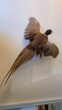 Pheasants mounted taxidermy 1