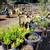 San Pedro Cactus, Succulents, plants, Bird houses, Plant boxes & more 9 thumbnail