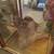 Taxidermy 2 Sage Grouse with Glass Cases 5 thumbnail