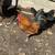 Gallinas ponedoras 12 thumbnail