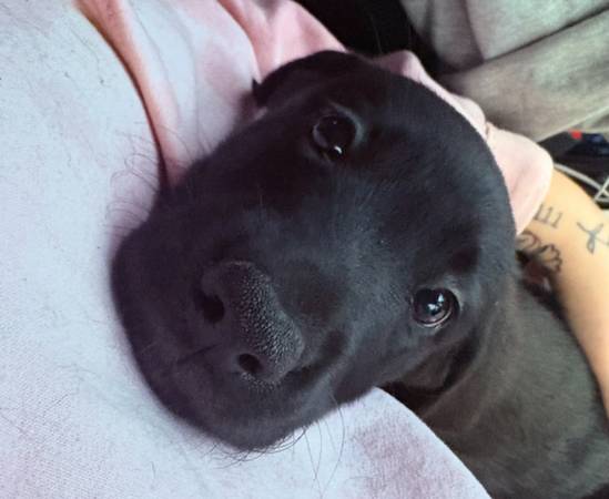 5 month old female pup 1