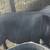 Marrano/ Pig 2 thumbnail