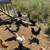 Chicks 7 thumbnail