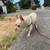 Loving, Dependable Pet Sitter 16 thumbnail