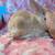 Bunnies!! Very little! 1 thumbnail