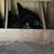 2 laying hens 1 thumbnail