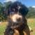 Aussie pups 1 thumbnail