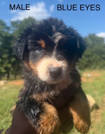 Aussie pups 1