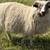 ICELANDIC RAMS 9 thumbnail