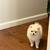 White Pomeranian Ready for Home 1 thumbnail