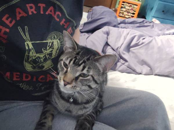 Cat 1