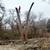 J&E Tree Services LLC 10 thumbnail