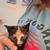 Barn kittens 3 thumbnail