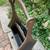 vintage/antique wood magazine rack with Parrot art and handle 4 thumbnail